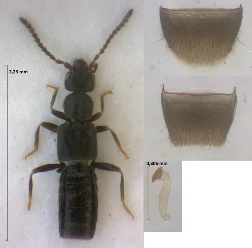 Myrmecopora anatolica